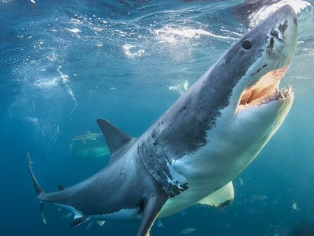 عکس کوسه ماهی در زیر آب shark under water