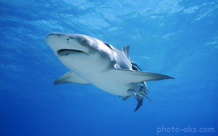 کوسه ماهی در اقیانوس shark swim sea ocean