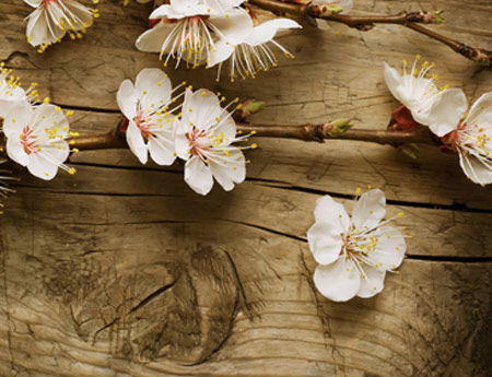 پوستر شکوفه گل بهاری سفید shokofeh bahari