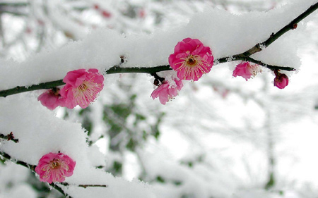 برف روی شکوفه درخت shokofe barfi