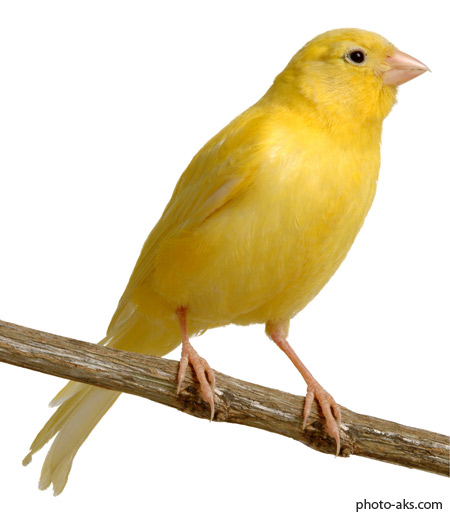 پرنده قناری زرد singer canary
