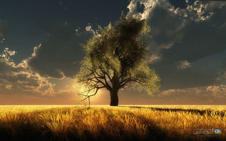 عکس تک درخت در غروب خورشید single tree in sunset