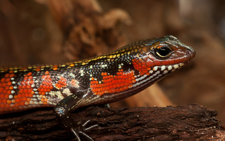 عکس مارمولک سقنقور skink lizard reptile