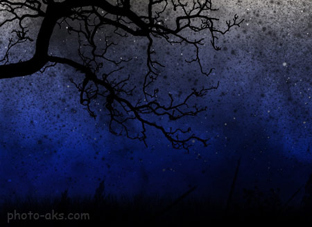 شاخه درخت در آسمان شب sky trees night