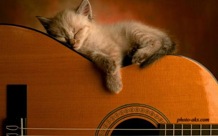 بچه گربه روی گیتار sleepy cat on guitar