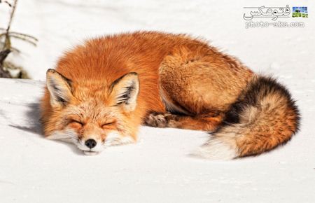 عکس جالب خواب روباه حنایی sleepy fox wallpaper