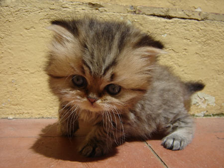 عکس بچه گربه ملوس کوچولو small cat animals