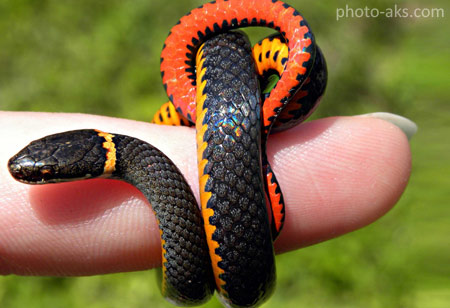 کوچکترین مار جهان smallest snake on world