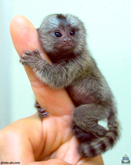 کوچکترین میمون دنیا smallest monkey in world