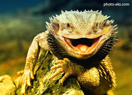 مارمولک اژدها dragon lizard