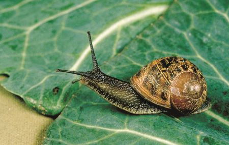 تصویر زیبای حلزون snail green leaf