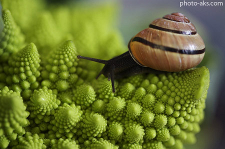 حلزون روی گیاه فراکتالی snail hd wallpaper