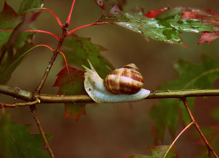 عکس حلزون روی شاخه درخت snail autumn rain
