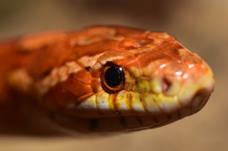 عکس جالب مار بوآ snake boa reptile eyes