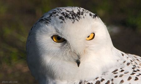 بوف سفید white owl in snow