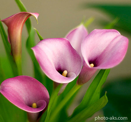 گل شیپوری بنفش روشن soft pink calla lilies