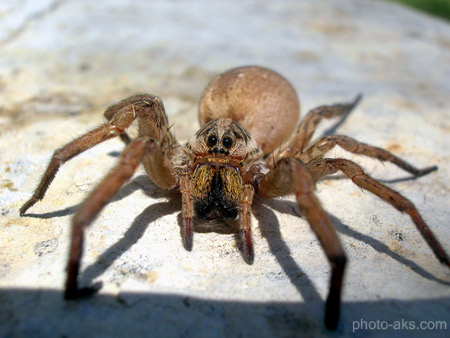 عنکبوت بزرگ و ترسناک big brown scary spider