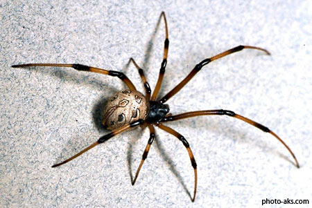 عنکبوت قهوه ای spider image