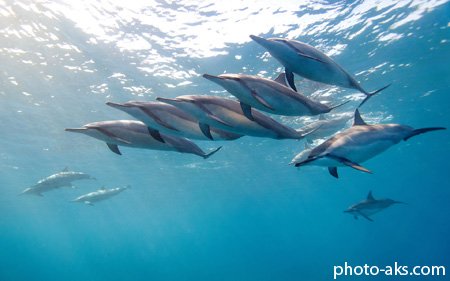 حرکت دسته جمعی دلفین ها family of dplphins
