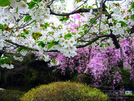درختان پر از شکوفه بهاری spring blooms