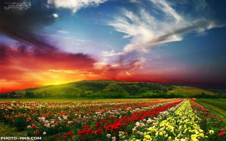زیباترین منظره گل های بهاری  flowers in spring landscape