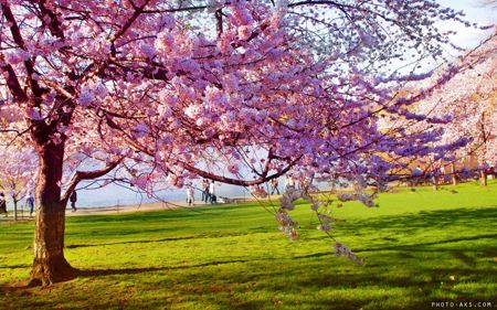 عکس زیبای شکوفه درخت بهاری spring