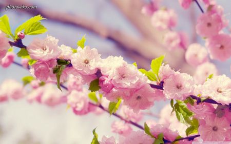 شکوفه های بهاری spring blossom