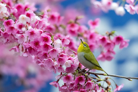 آواز پرنده در فصل بهار spring cherry branch