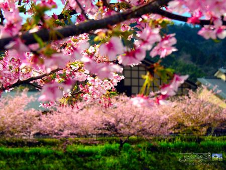 شکوفه بهاری درخت گیلاس shokofeh bahari gilas