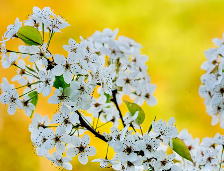 گل های بهاری سفید درختان springtime flowers