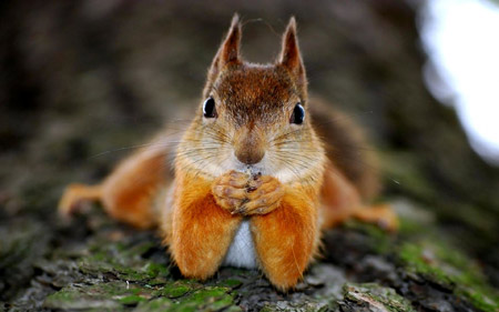 عکس صورت بامزه سنجاب squirrel funny face