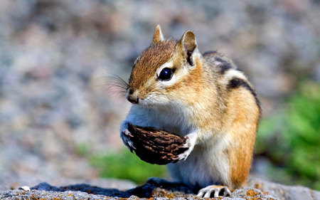 عکس های جدید سنجاب ها squirred nuts food