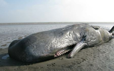 خودکشی نهنگ suiside whale