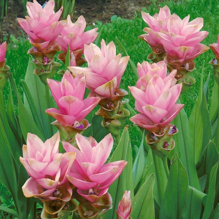 عکس گل لاله تابستان summer tulips flower