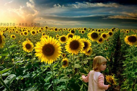تصویر گرافیکی گل آفتابگردان sunflower photography
