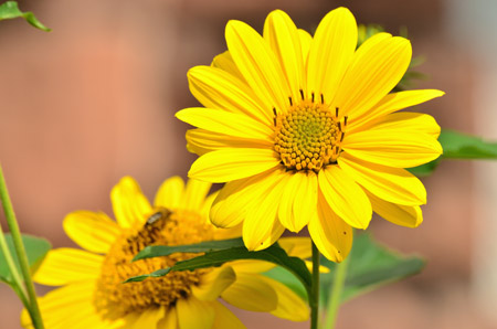 گل بسیار زیبای آفتابگردان sunflower wallpaper