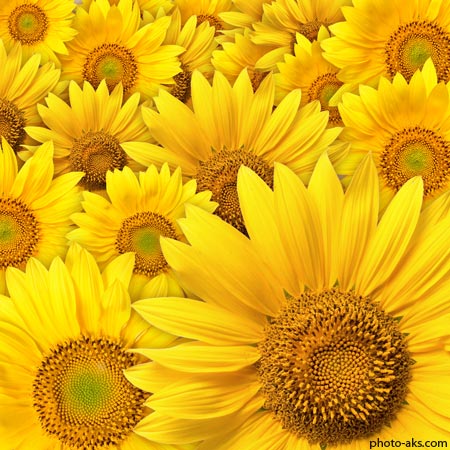 گل آفتاب گردان sunflower