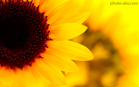 گل آفتاب گردان با کیفیت close up sunflower