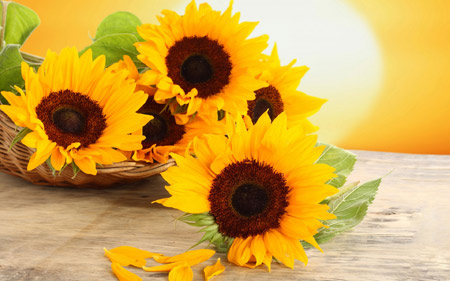 عکس سبد گل آفتابگردان sunflowers basket
