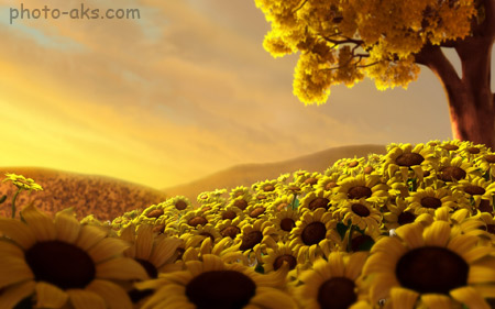 والپیپر زیبا دشت گل زرد sunflowers wallpaper