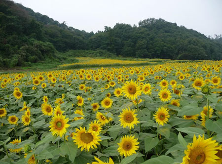 عکس زیبای مزرعه گلهای آفتابگردان sunflower field in summer