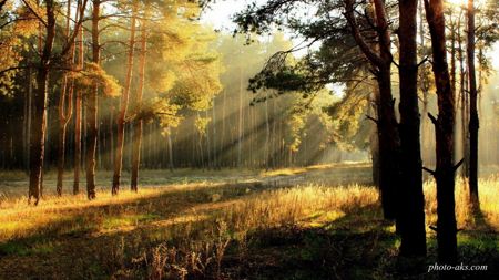 طلوع خورشید در جنگل sunrise in forest