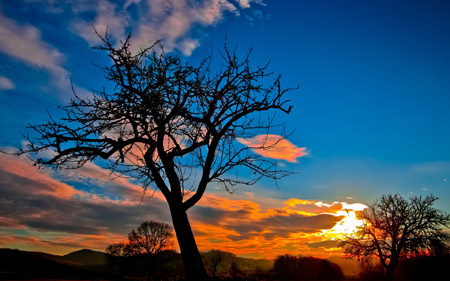 منظره درخت و غروب خورشید sunset tree sky