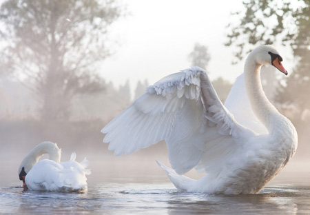 پوستر زیبا از پرنده های قو سفید swan beautiful in lake
