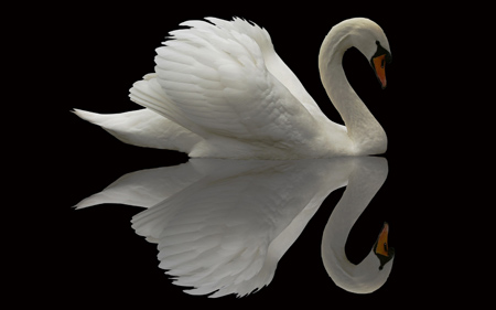 عکس پرنده قو سفید زیبا swan bird beautiful feather