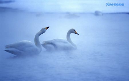 عکس رویایی قو ها dream swans