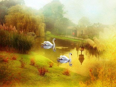 نقاشی زیبا قو داخل دریاچه swans on the lake