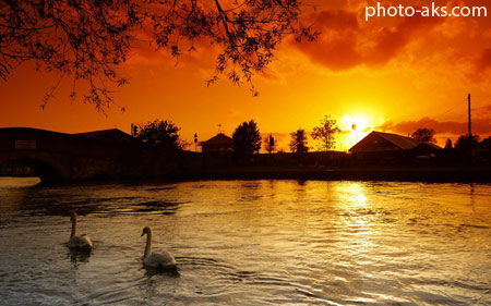 منظره قو در غروب زیبای آفتاب swans in sunset