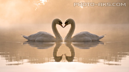 عکس عاشقانه قو ها swans in love