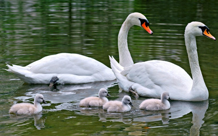 عکس خانوادگی پرنده قو swans swim bird